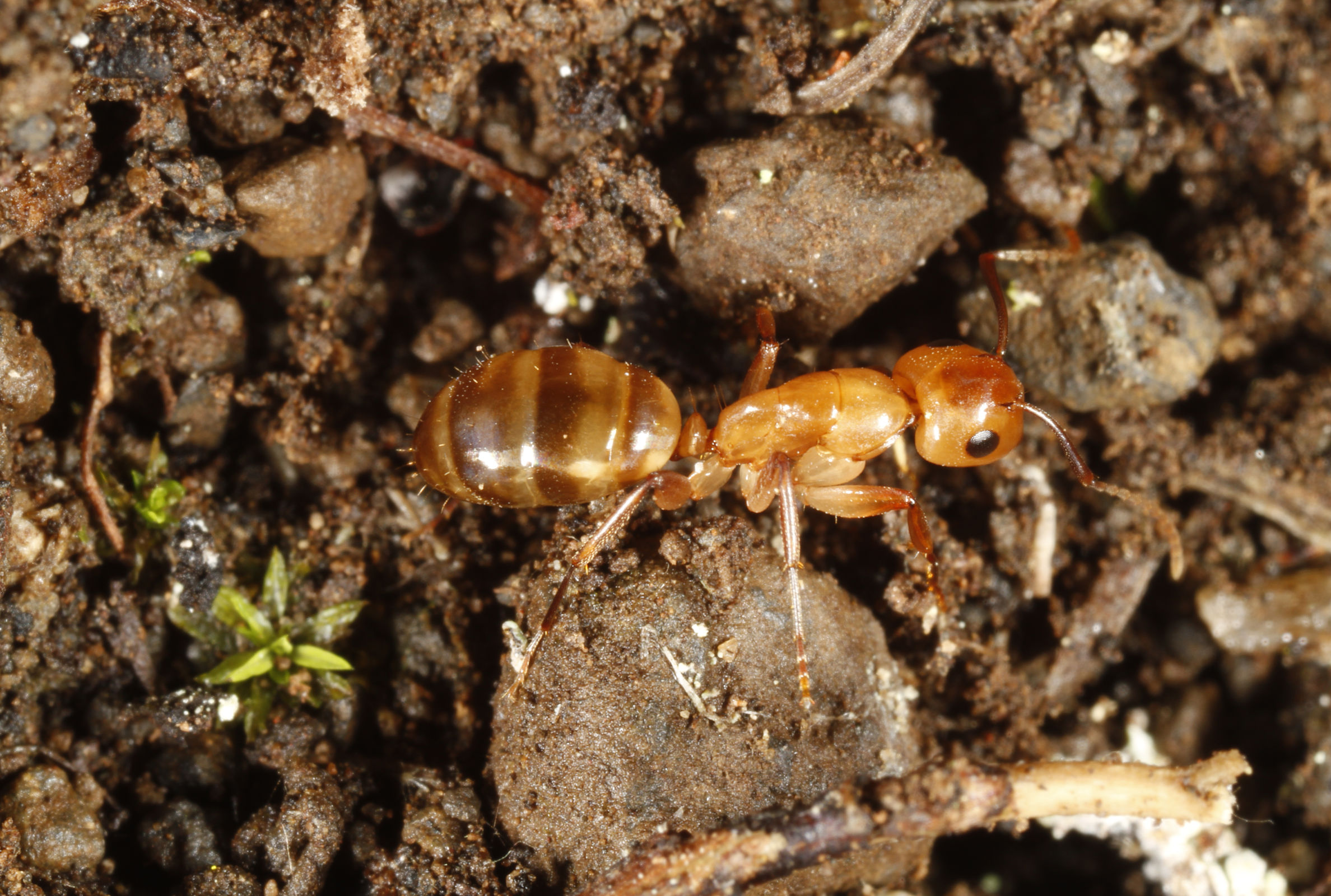Camponotus macilentus worker, Wolf Island, Galapagos Photo: Henri Herrera, CDF.